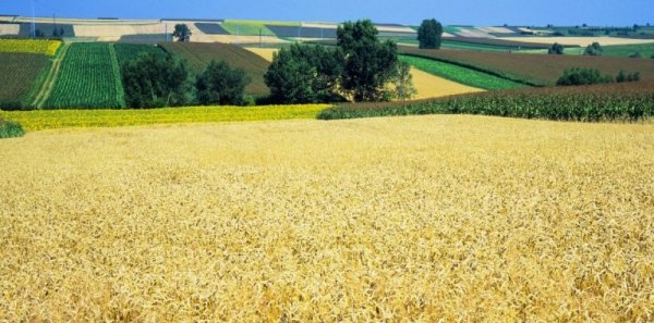 En pleine crise du Coronavirus, la Russie suspend ses exportations de blé