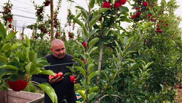Colère après le décès d'une saisonnière employée pour la récolte des pommes : la précarité tue !